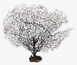 Large Natural Sea Fan Coral - Sea Fan Coral Png #87302