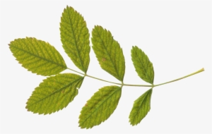 Green Leaf Png - Transparent Leaf Png #87526