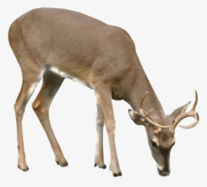 Deer Png Vector - Deer Png #87827