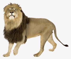 Angry Lion Png Images - Lion #87850