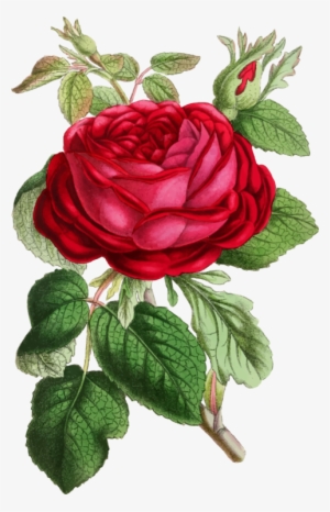 Rose Flower Floral Design Watercolor Painting - Red Roses Illustration Png #88068