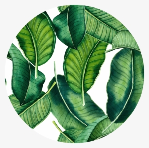 88 Banana Leaf Png - Tropical Banana Leaves Png #88141