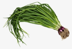 Free Png Scallion Spring Onion Png Images Transparent - Png Images Of Spring Onion #88459