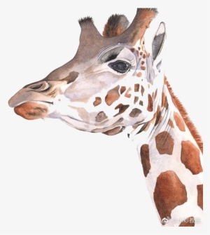 Giraffe Watercolor Painting Art Drawing - Drawing #88615