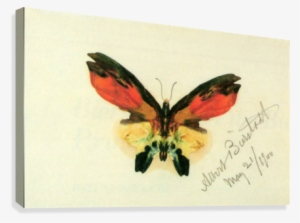 Butterfly 2 By Bierstadt Canvas Print - Iphone 4/4s Case: Butterfly 2 #88921