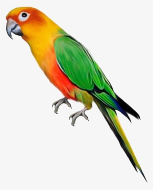 Parrot Png File - Parrot Transparent #88968