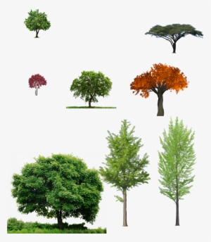 Trees - Png Tree For Photoshop #89193