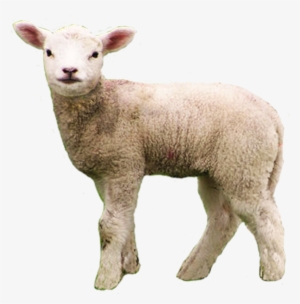 Baby Lamb Png Transparent Baby Lamb - Lamb Png #89288
