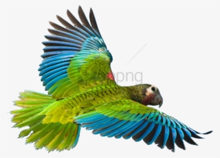 Flying Parrot Png Image - Flying Parrot Png #89290