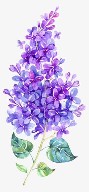 Lilac Watercolor #89520