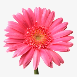 High Resolution Flower - Flowers Images For Photoshop #89542