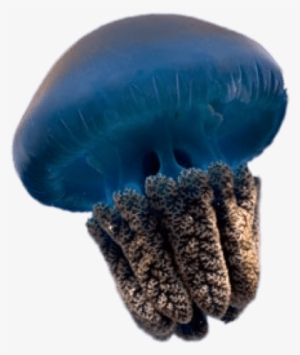 Blue Jellyfish - Jellyfish #89606