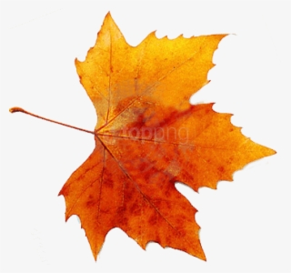 Autumn Png Picture - Fall Leaf #89625