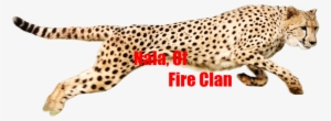 Nala - Cheetah Png #800454