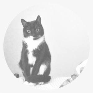 Nala #800827 Nala #800827