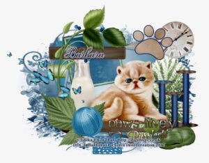 Nala Kitty - Kitten #800934