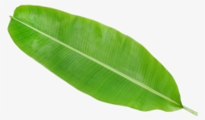 Fruit Frozen By Viet Cuisine Trading - Information On Banana Leaf #802107