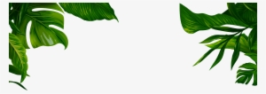 Jungle Transparent Leaves - Banana Leaf Illustration Png #802170