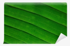 Ensete #802192