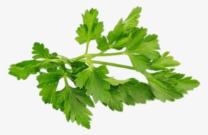 Perifollo - Bunch Of Parsley Png #802768