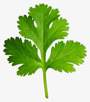 Picture Black And White Download Dementia And The Scent - Coriander Clipart #802858