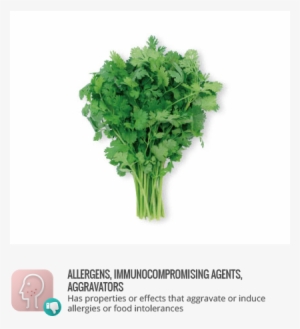Allergens - Benefits Of Parsley #803119