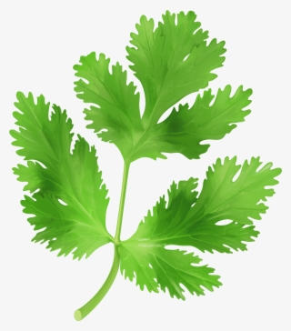 Parsley Clipart #803175