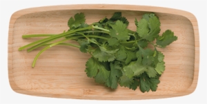 1 - Cilantro - Coriander #803232