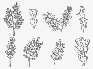 Licorice Icons Vector - Licorice Vector #803351