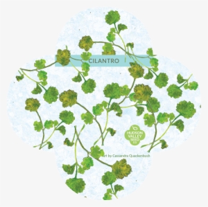 Organic Cilantro Seeds - Coriander #803416