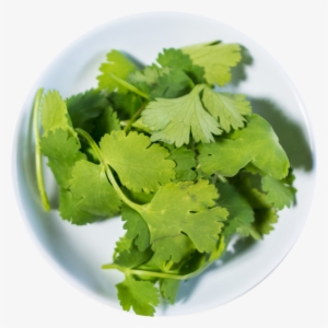Cilantro - Portable Network Graphics #803771
