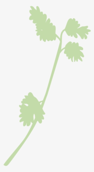Cilantro-faded - Illustration #803855