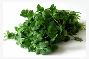 Cilantro #804172