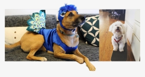 With Management - Companion Dog #804545