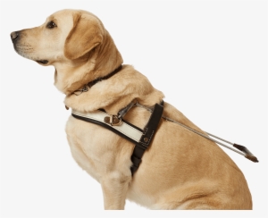 Guide Dog Png #804580