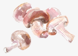 Watercolor Drawing Of Button Mushrooms - Watercolor Painting #806426
