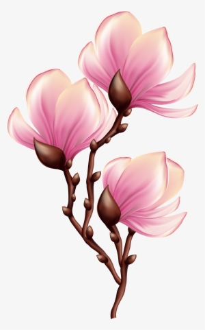 Beautiful Blooming Branch Transparent Png Clip Art - Magnolia Clipart #808250