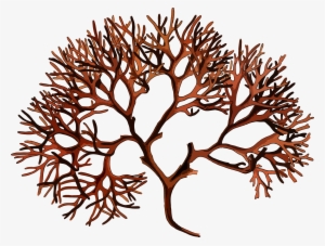 This Free Icons Png Design Of Irish Moss #808986