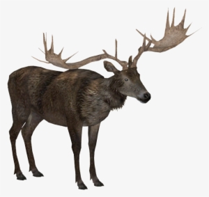 Irish Elk 2 Adult M1 - Irish Elk Png #809396