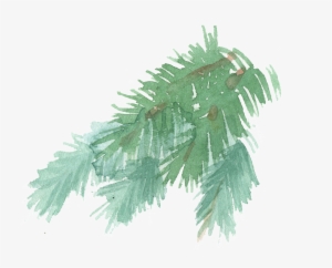 Hand Painted A Few Pine Tree Branches Watercolor Transparent - Pine #809652 Hand Painted A Few Pine Tree Branches Watercolor Transparent - Pine #809652