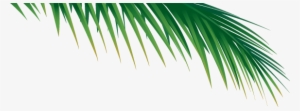Go To Image - Palm Tree Branch Png #809760