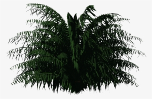 Cycas Palm - Greenhouse Plants Png #809888