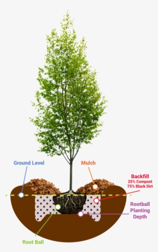 Planting Guide - Tree Young #8001060