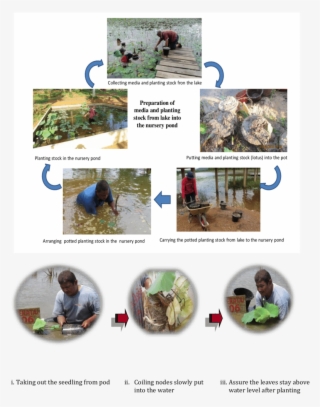 Planting Procedure Of Nelumbo Nucifera - Tree #8001283