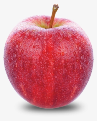 Fall Variety - Apple Gala #8004101 Fall Variety - Apple Gala #8004101