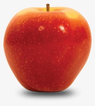 Fall Variety - Apple #8005140 Fall Variety - Apple #8005140