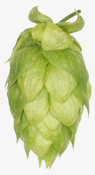 Cherimoya #8005349