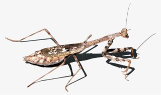 Mosquito #8005606