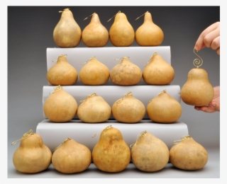 Fancy Hook Craft-ready Gourd Ornaments - Gourd #8006527