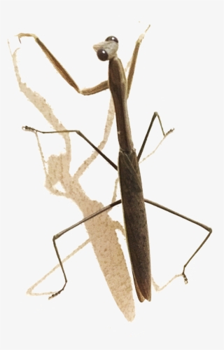 Next Up Very Long Legs - Mantidae #8006839